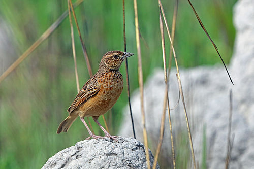 Flappet lark